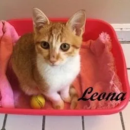 A baby medium-sized female Tabby (Orange / Red) Tabby cat named Leona for adoption in Southern Pines, NC