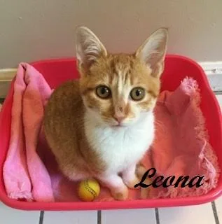 Leona thumbnail 2