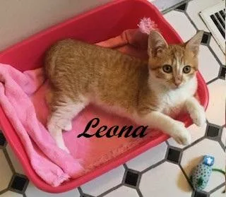 Leona thumbnail 3