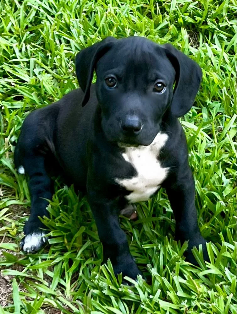A baby medium-sized male Tricolor (Brown, Black, & White) American Bulldog dog named Gary for adoption in Gillsville, GA
