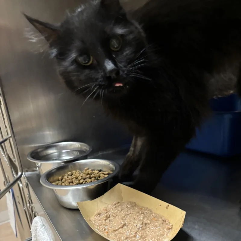 An adult medium-sized female Black Domestic Long Hair cat named Emma Jo for adoption in Kanab, UT