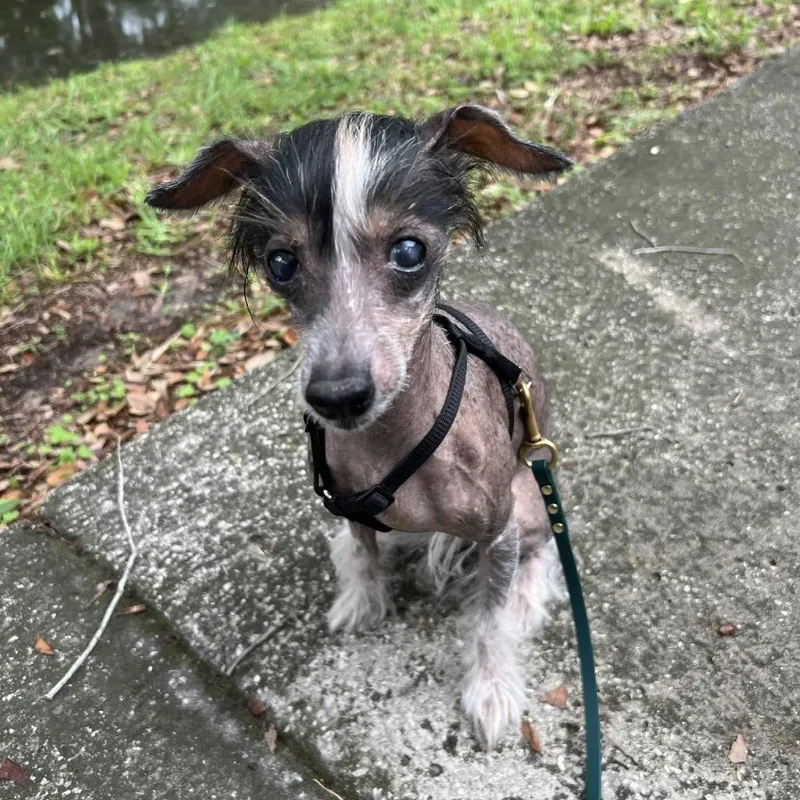 Puppup thumbnail 2