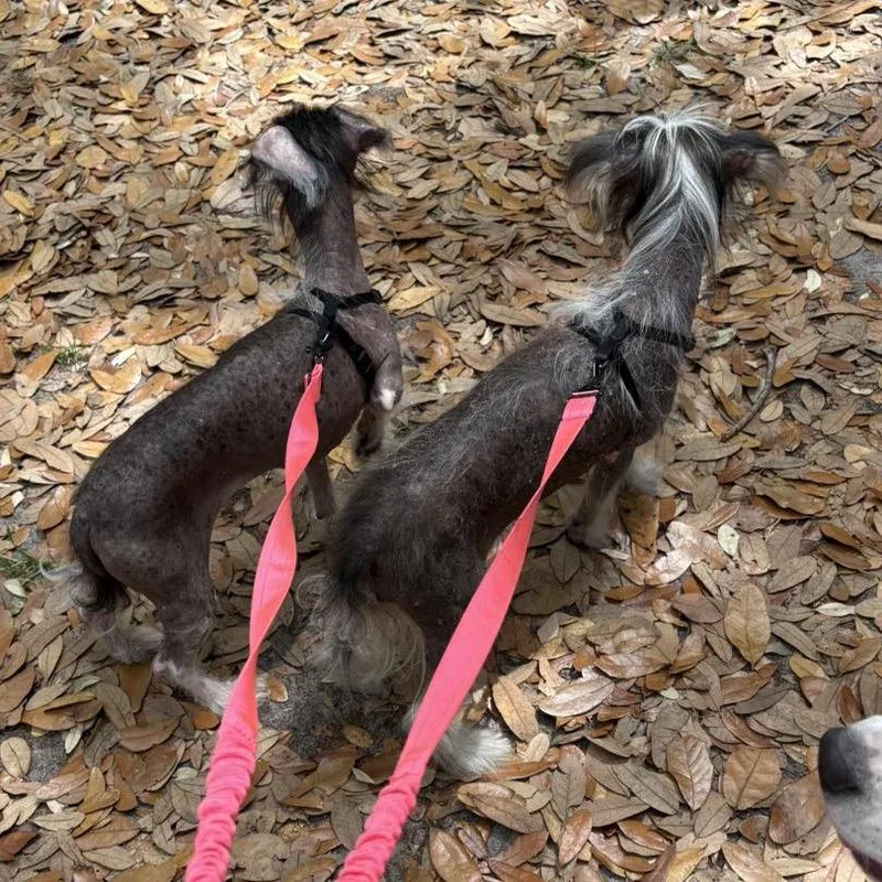 Puppup thumbnail 4