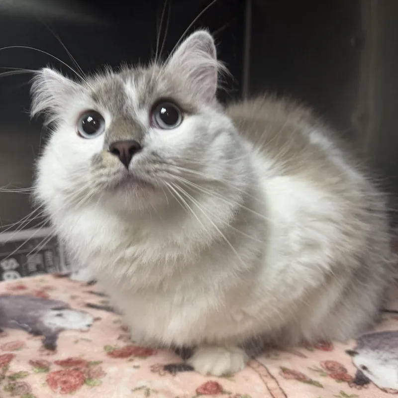 An adult small-sized male Cream / Ivory Domestic Long Hair cat named Valentino for adoption in Marion, VA