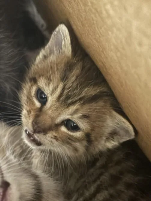 A baby small-sized male Domestic Short Hair cat named Bebe for adoption in Chatsworth, CA