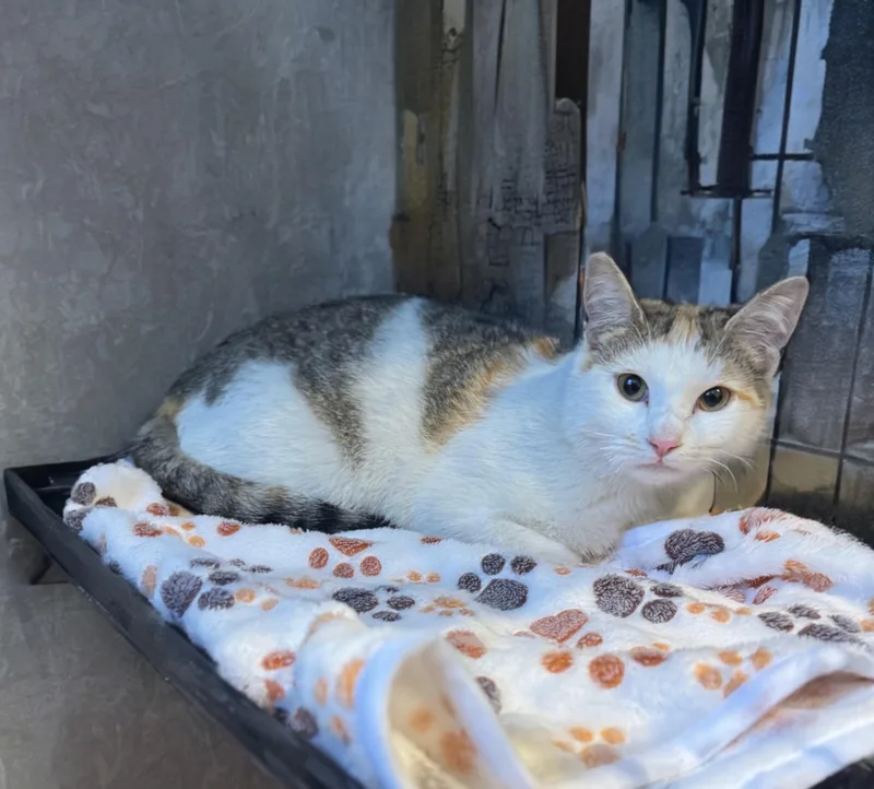 A young medium-sized female Calico Domestic Short Hair cat named Bianca for adoption in Syosset, NY