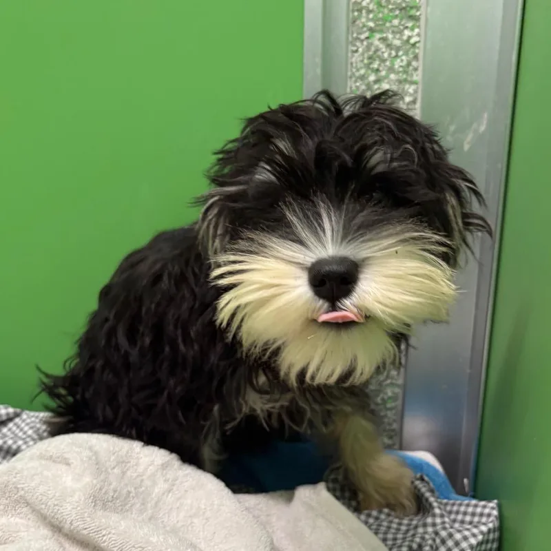 A baby small-sized female Schnauzer dog named Sandy for adoption in Calverton, NY