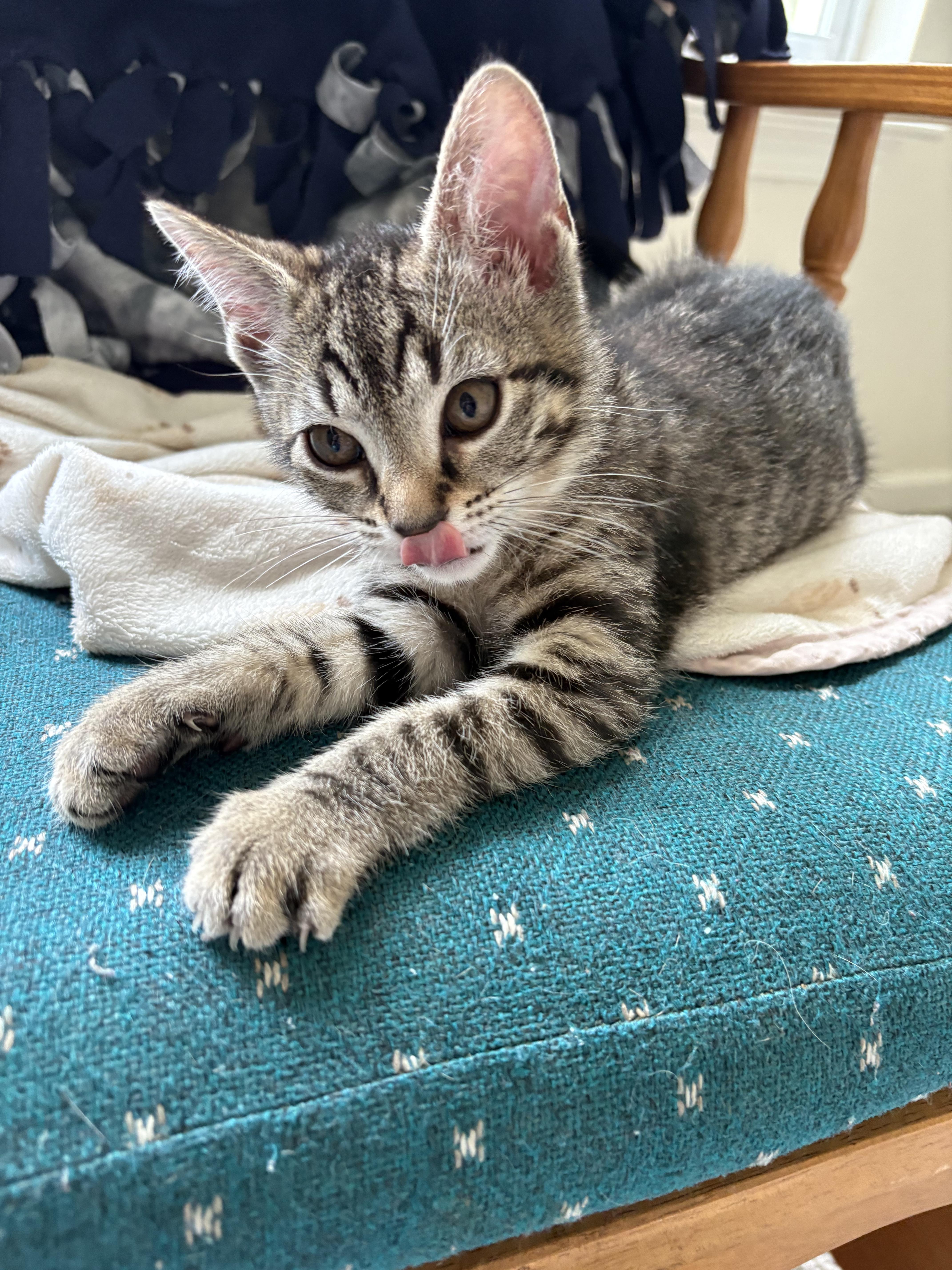 A baby small-sized female Tabby (Brown / Chocolate) Domestic Short Hair cat named Isabelle for adoption in Indianapolis, IN