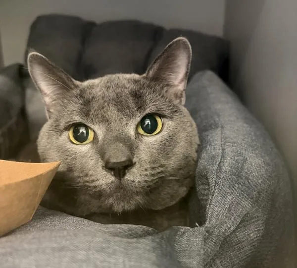 An adult large-sized male Domestic Short Hair cat named Murphy for adoption in Ridgewood, NY