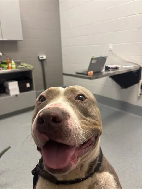 A young medium-sized male American Bulldog dog named Shawn Carter for adoption in Indianapolis, IN