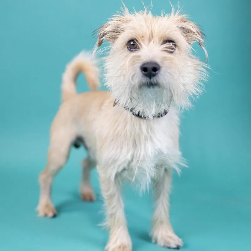 An adult small-sized male Apricot / Beige Terrier dog named Jason for adoption in Portland, OR