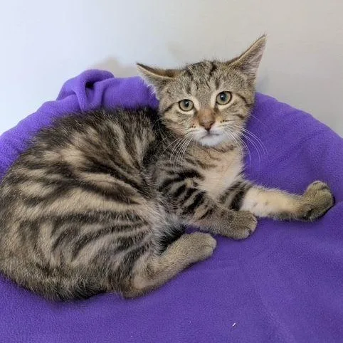 A baby medium-sized male Tabby (Brown / Chocolate) Domestic Short Hair cat named Grundel for adoption in Lake Orion, MI
