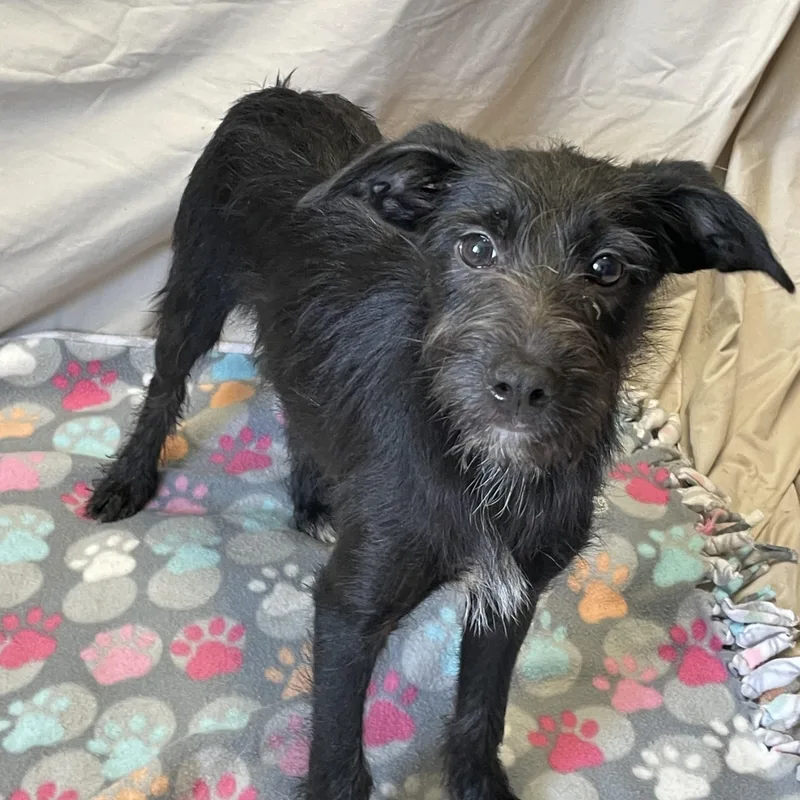A baby medium-sized male Black Mixed Breed dog named Parfait for adoption in Lacon, IL