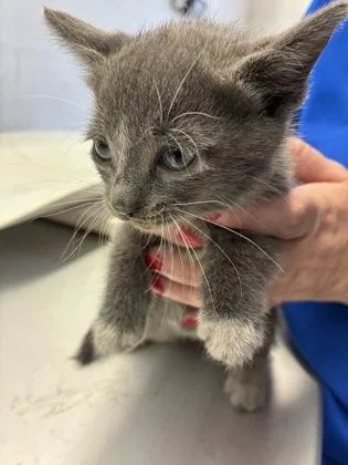 A baby small-sized female Domestic Short Hair cat named Kia for adoption in Gainesville, FL