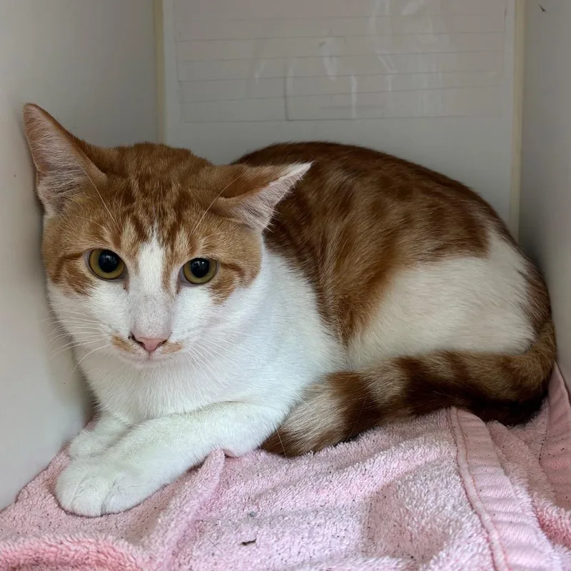 An adult medium-sized male Orange / Red Domestic Short Hair cat named Creamsicle  Coming Soon! for adoption in Naperville, IL