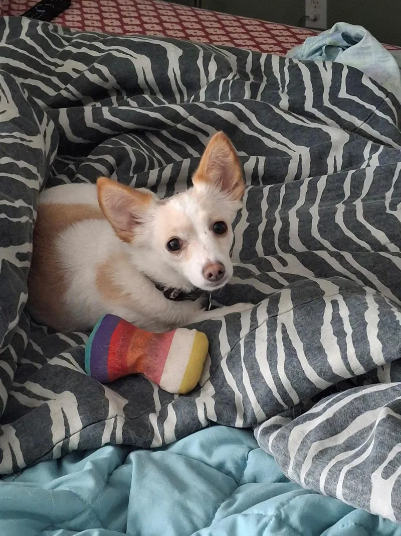 Gretchen thumbnail 3