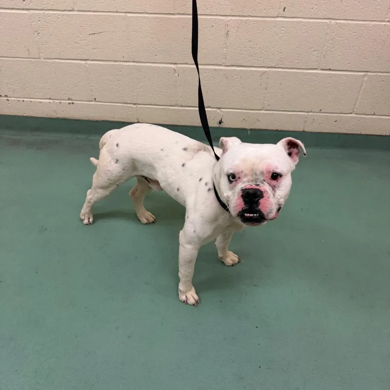An adult medium-sized male White / Cream Mixed Breed dog named Marcos for adoption in Memphis, TN