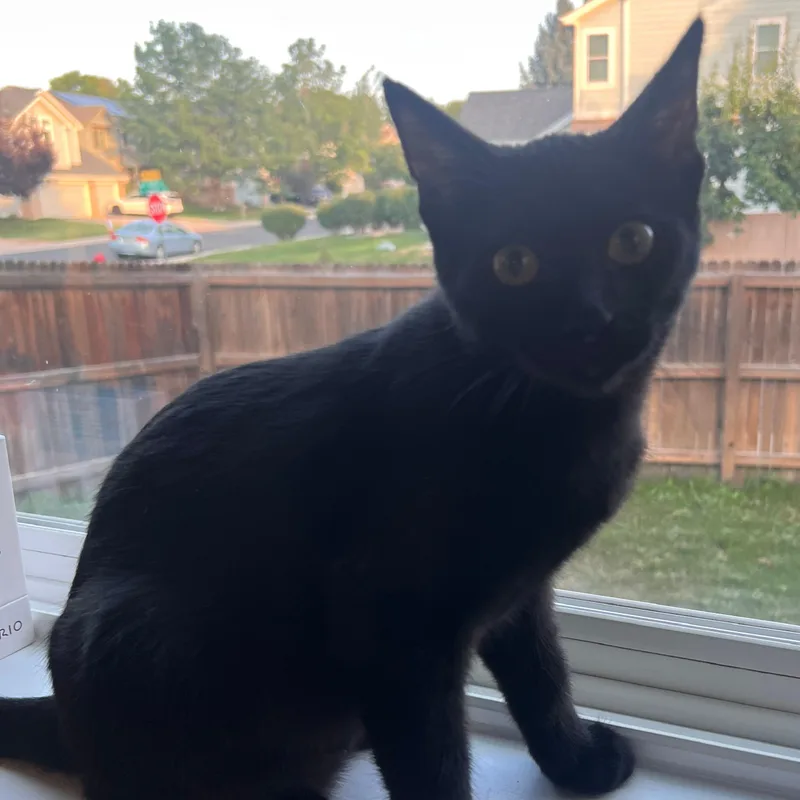 A baby small-sized male Black Domestic Short Hair cat named Paul Somers for adoption in Morrison, CO
