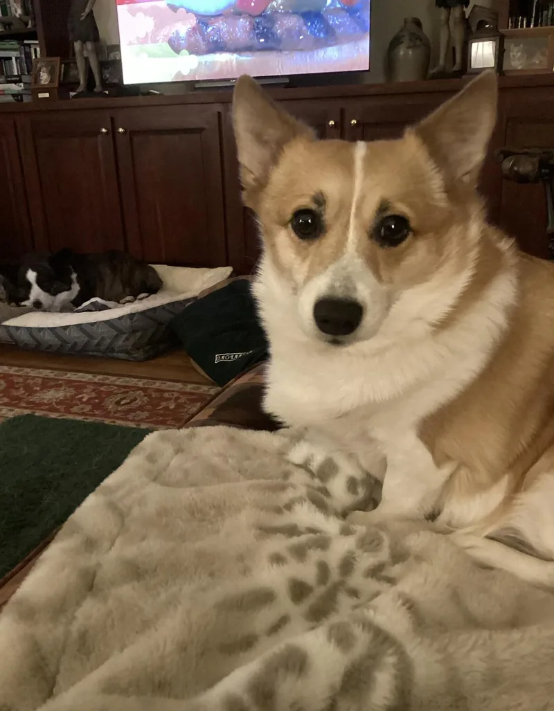 Dylan