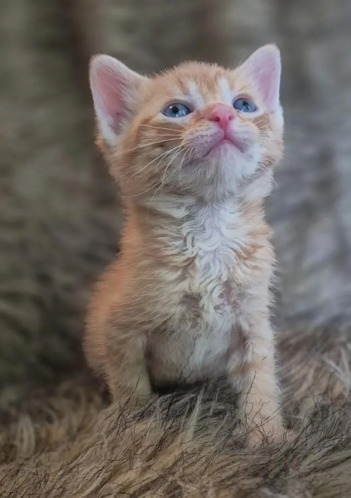 A baby medium-sized male Tabby (Orange / Red) Tabby cat named Fish for adoption in Ypsilanti, MI