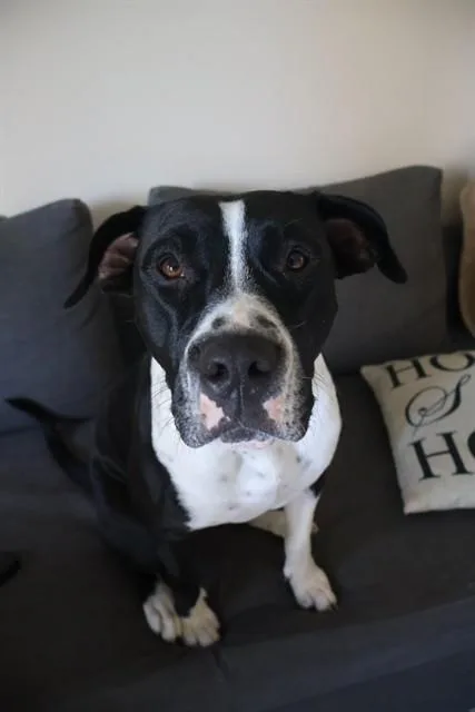 An adult large-sized female Terrier dog named Anne for adoption in Miami, FL