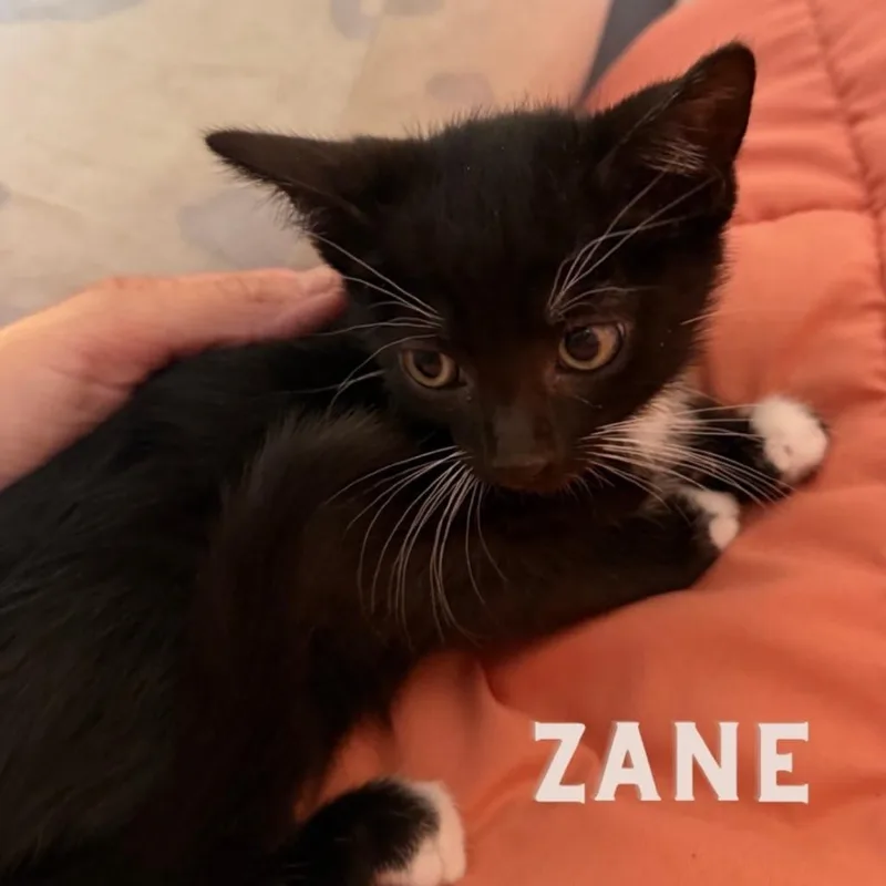 A baby small-sized male Black Domestic Short Hair cat named Zane for adoption in Westminster, CA