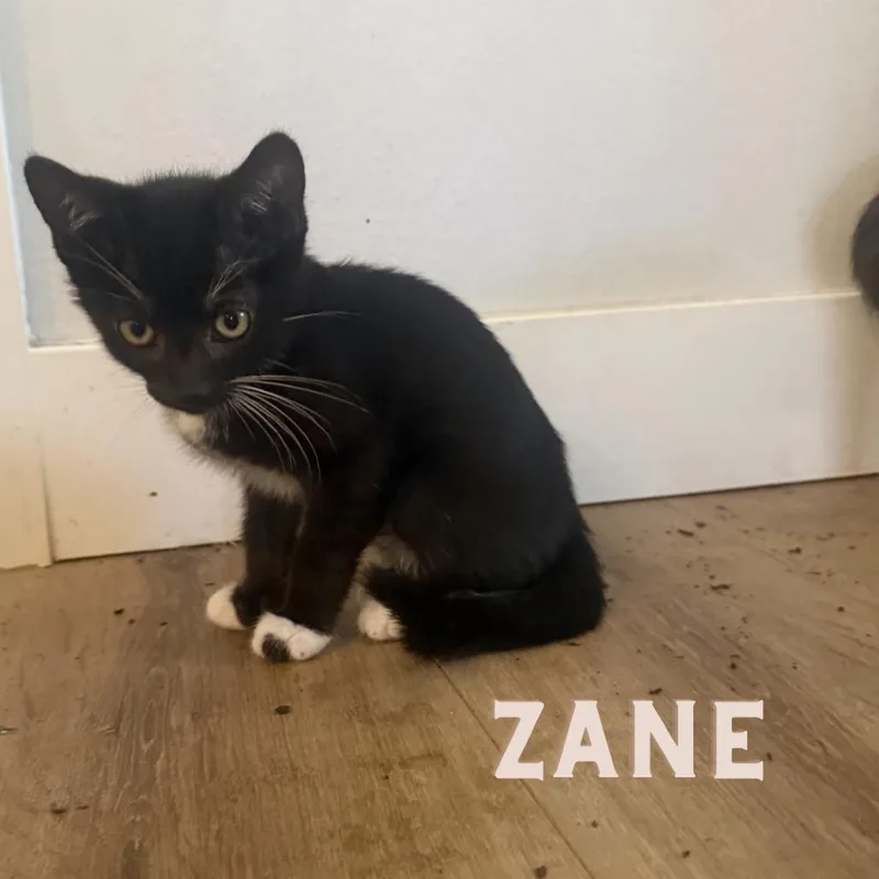 Zane thumbnail 2