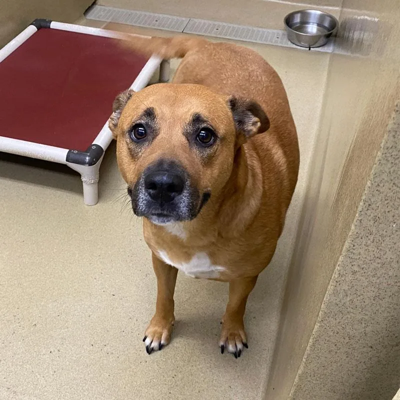 An adult large-sized female Brown / Chocolate Pit Bull Terrier dog named Bella ID for adoption in Monroe, GA
