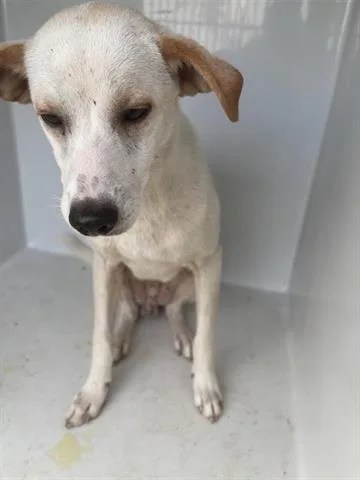 An adult medium-sized male Whippet dog named A for adoption in Houston, TX