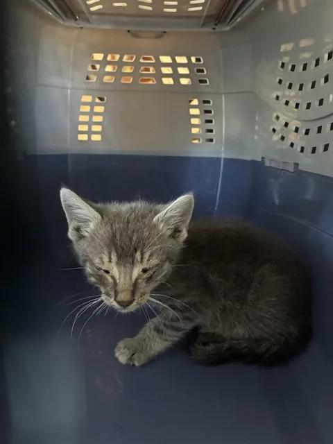 A baby small-sized female Domestic Short Hair cat named Zinnia for adoption in Stockton, CA