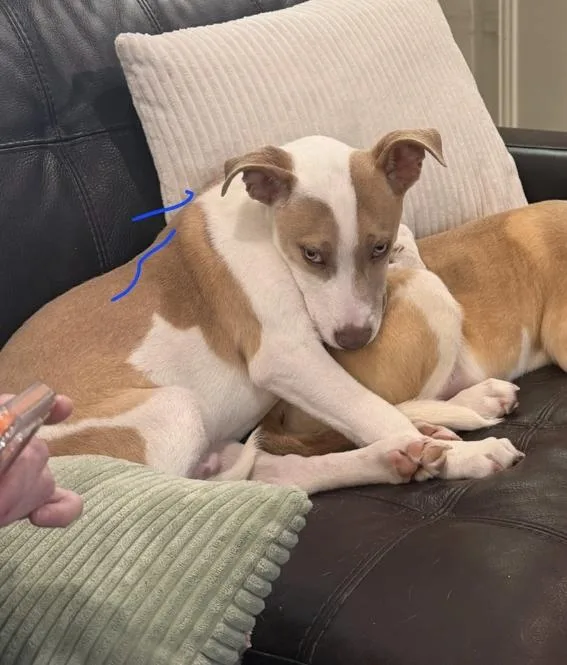 A baby medium-sized male Pit Bull Terrier dog named Jake for adoption in Plano, TX