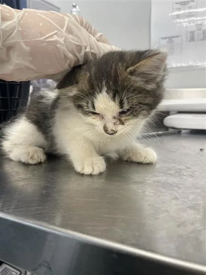 A baby small-sized female Domestic Short Hair cat named Junebug for adoption in West Chester, PA
