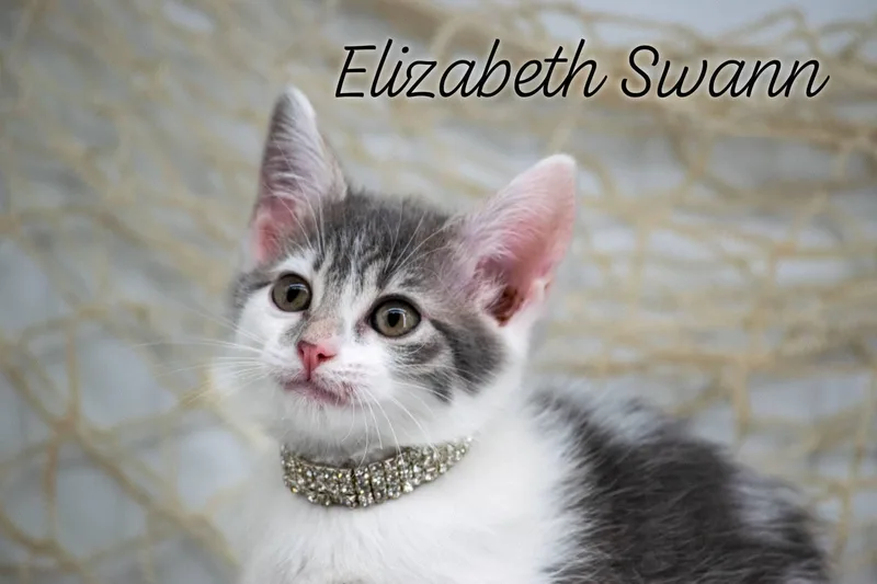 A baby small-sized female Gray & White Domestic Short Hair cat named Elizabeth Swann for adoption in Sevierville, TN