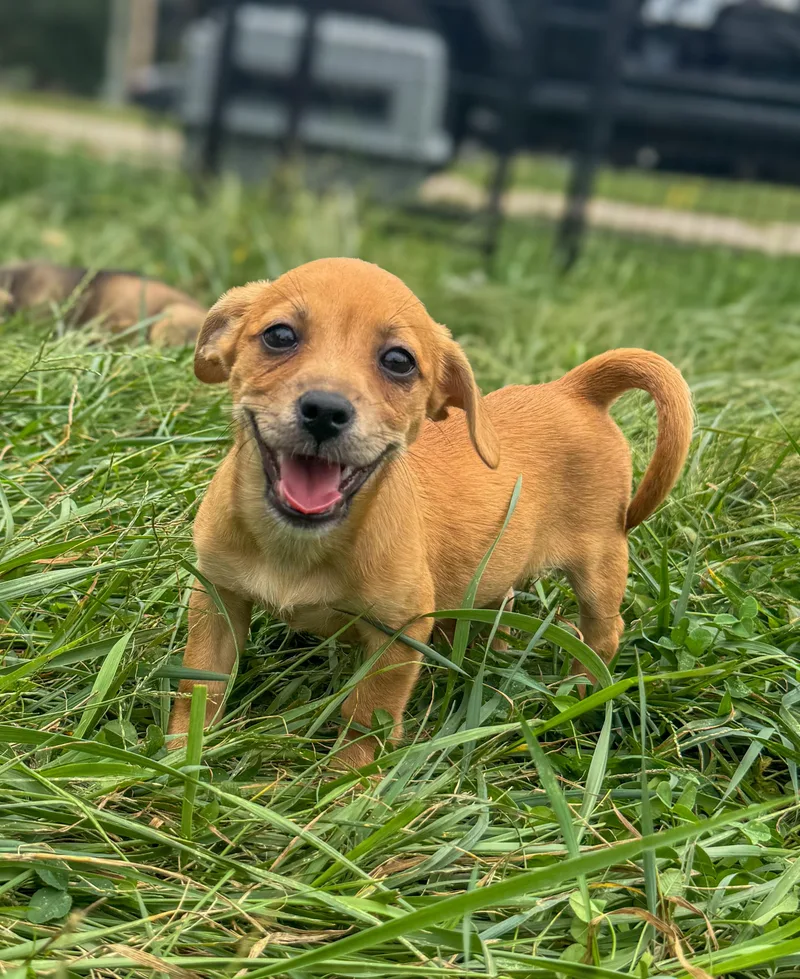 A baby medium-sized female Mixed Breed dog named Hazelnut for adoption in Indianapolis, IN