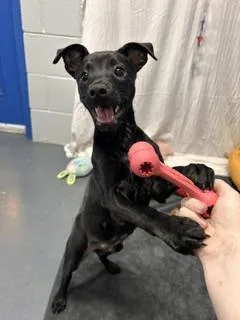 A baby medium-sized male Black Labrador Retriever dog named Kc for adoption in Bryson City, NC
