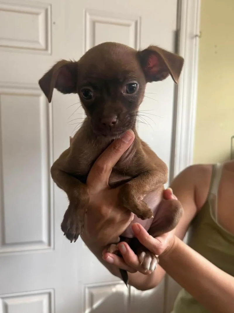 A baby small-sized female Brown / Chocolate Chiweenie dog named Daiquiri for adoption in Kings Mountain, NC