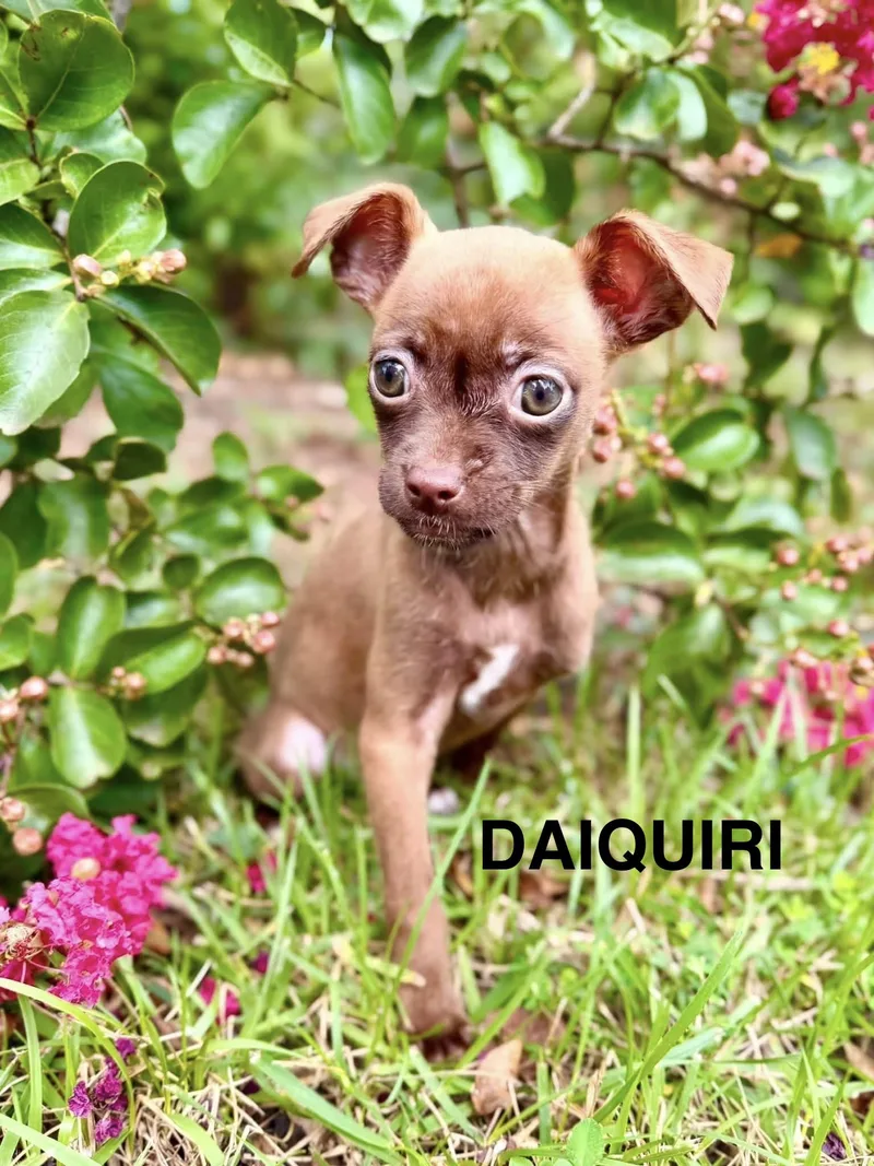 Daiquiri thumbnail 3
