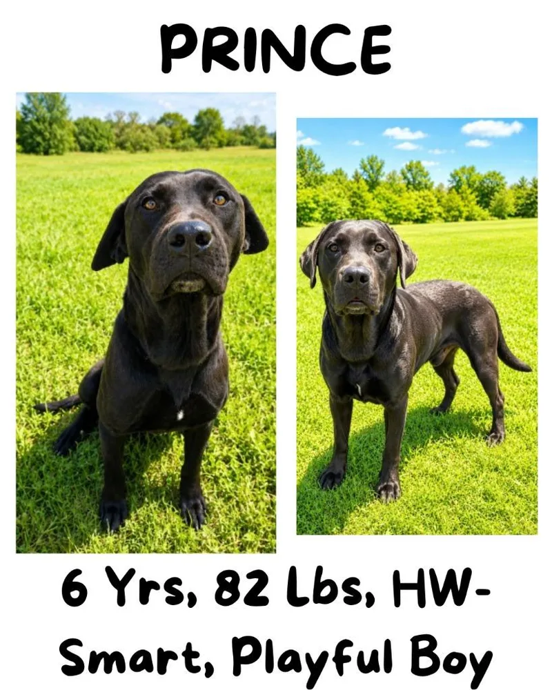 An adult large-sized male Mountain Cur dog named Prince for adoption in Albany, GA