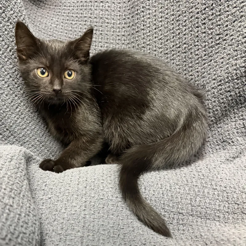 A baby medium-sized male Black Domestic Short Hair cat named Fabian for adoption in Latrobe, PA