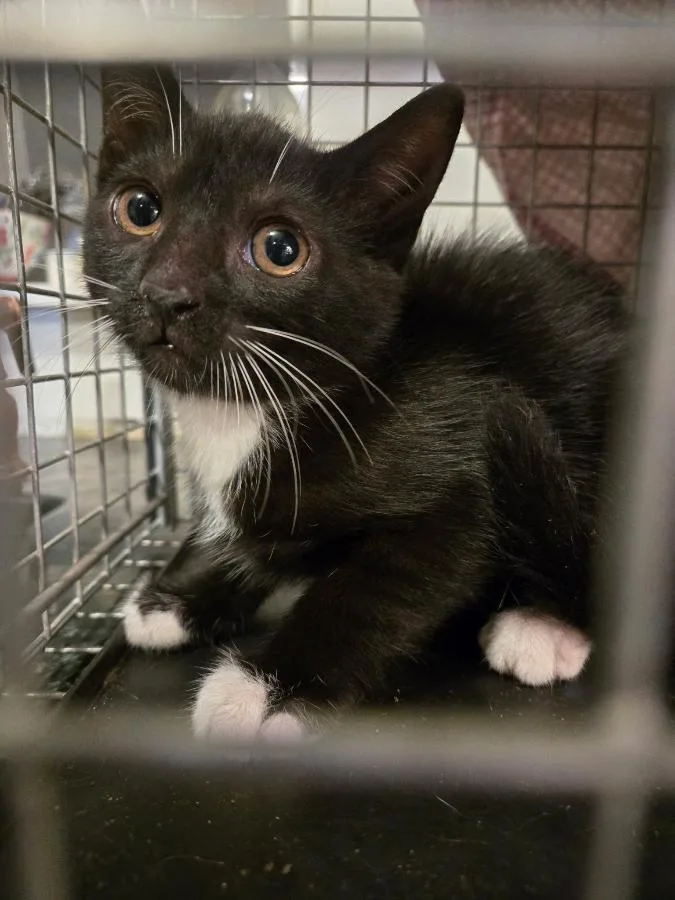 A baby small-sized female Black & White / Tuxedo Domestic Short Hair cat named Addison for adoption in Brooklyn, NY