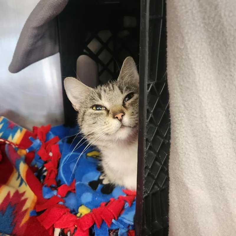 An adult small-sized female Gray / Blue / Silver Domestic Short Hair cat named Sally for adoption in Brockton, MA