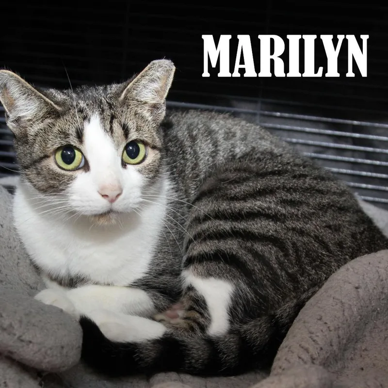 An adult medium-sized female Domestic Short Hair cat named Marilyn for adoption in Mooresville, NC