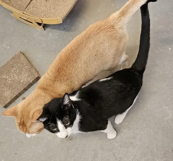 A young small-sized male Domestic Short Hair cat named Wyatt for adoption in Austin, TX