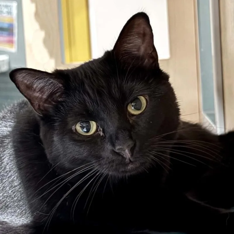 A young small-sized female Black Domestic Short Hair cat named Vikkie for adoption in Wichita, KS