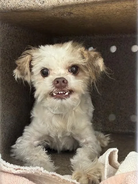 A young small-sized female Terrier dog named Fergie for adoption in Riverside, CA