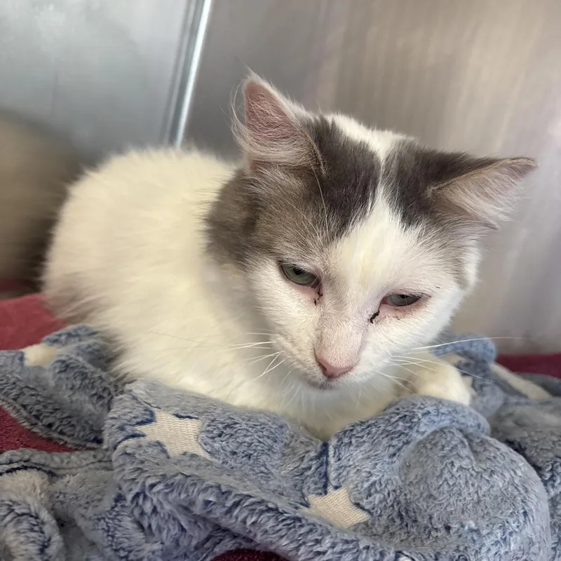 An adult medium-sized male White Domestic Short Hair cat named Bubba for adoption in Hamburg, NY