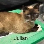 An adult medium-sized male Cream / Ivory Siamese cat named Julian for adoption in Kingman, KS