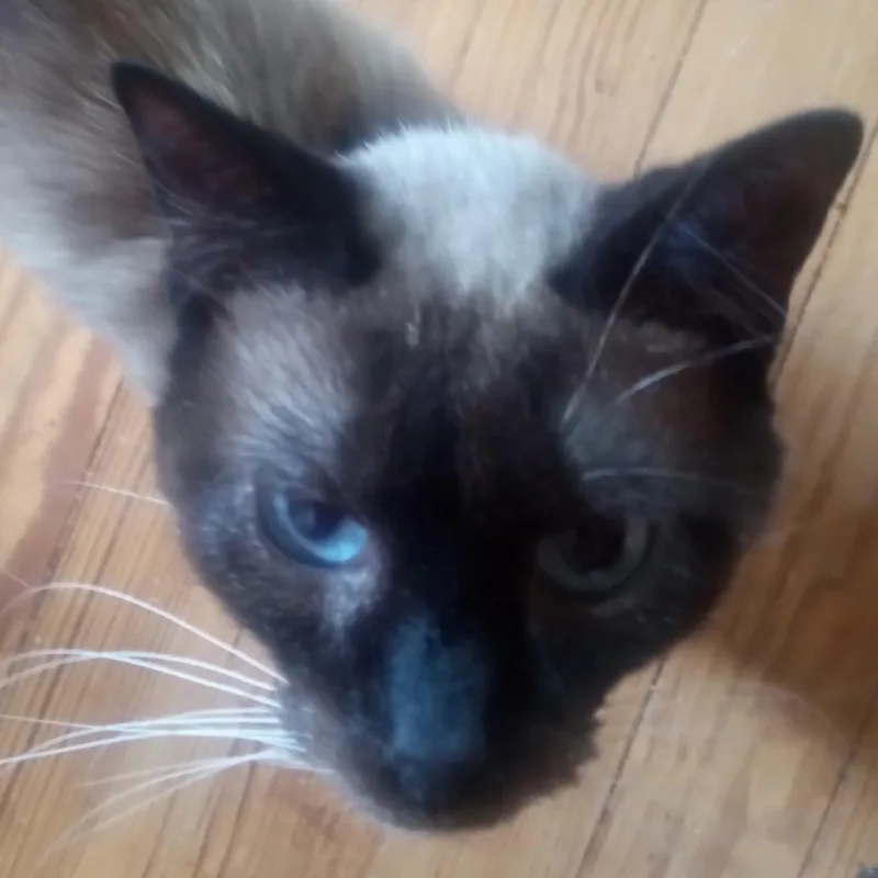 Julian thumbnail 4