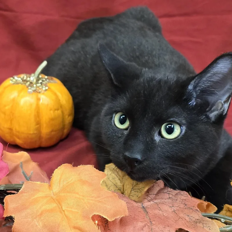 A baby medium-sized male Black Domestic Short Hair cat named Chipmunk for adoption in Payson, AZ