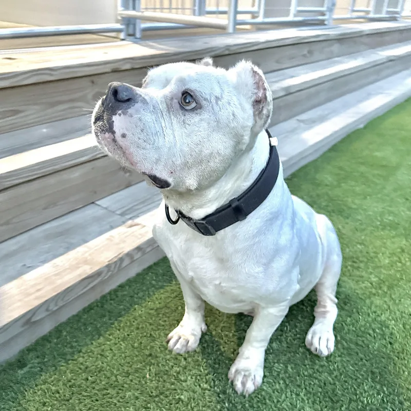 An adult large-sized male White / Cream American Bulldog dog named Otis for adoption in Houston, TX